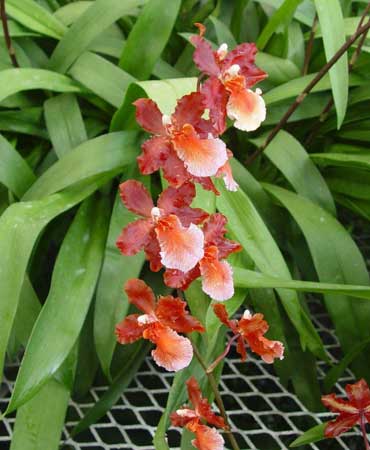 Oncostele-Pacific-Perspective-Pacific-Heat image Oncostele Pacific Perspective Pacific Heat